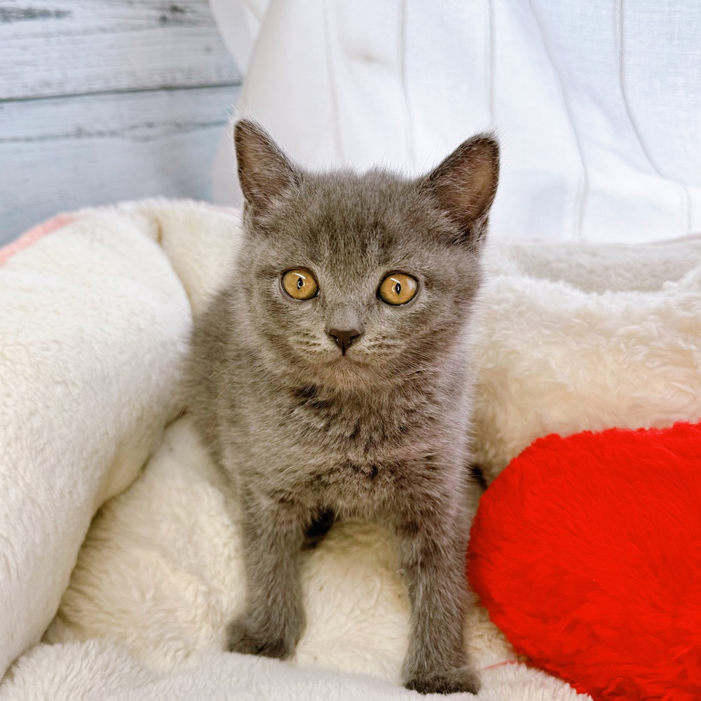 ○New Face °˖✧~新入生紹介~°˖✧ | ペットショップ 犬の家&猫の里